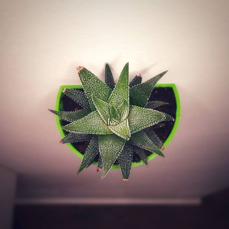 Magnetic Wall Pots – Pack of 3