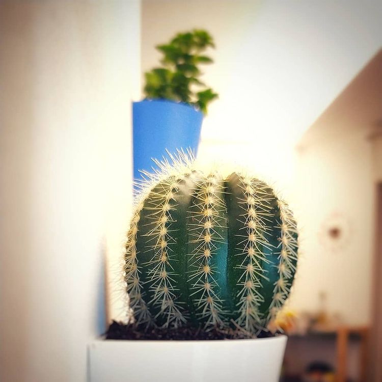 Magnetic Wall Pots – Pack of 3